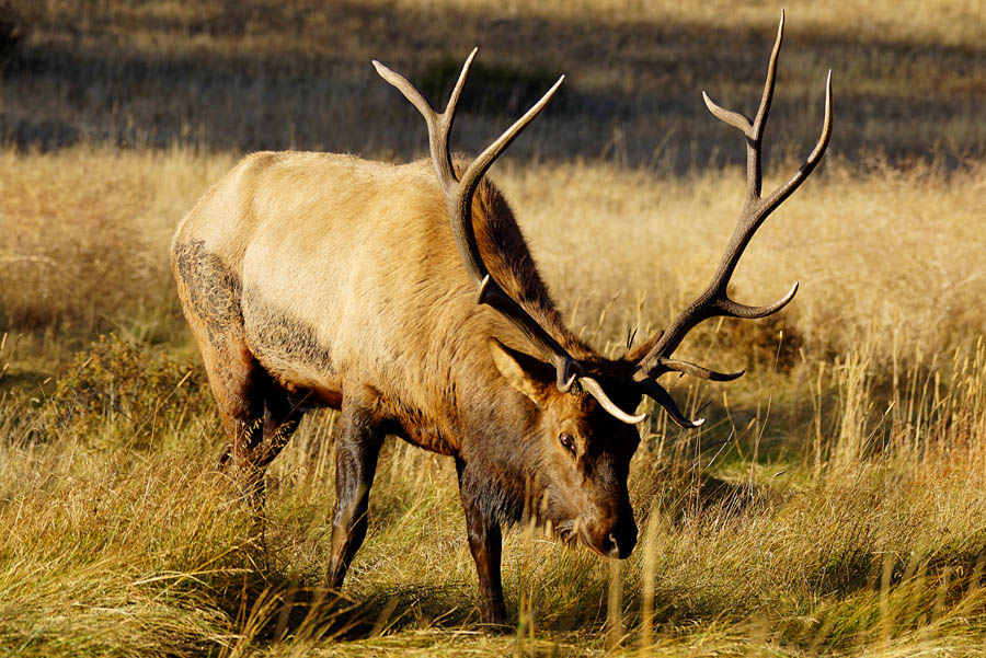 Bull Elk in Rut | Shutterbug